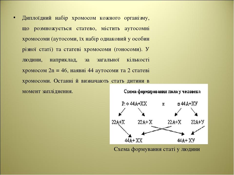 Диплоїдний набір хромосом кожного організму, що розмножується статево, містить аутосомні хромосоми (аутосоми, їх набір однаковий у особин різної ст...