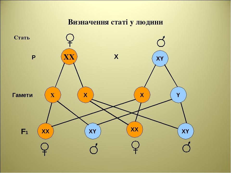 Визначення статі у людини Стать XY XY Y XY ХХ X X XX XX X X P F1 Гамети