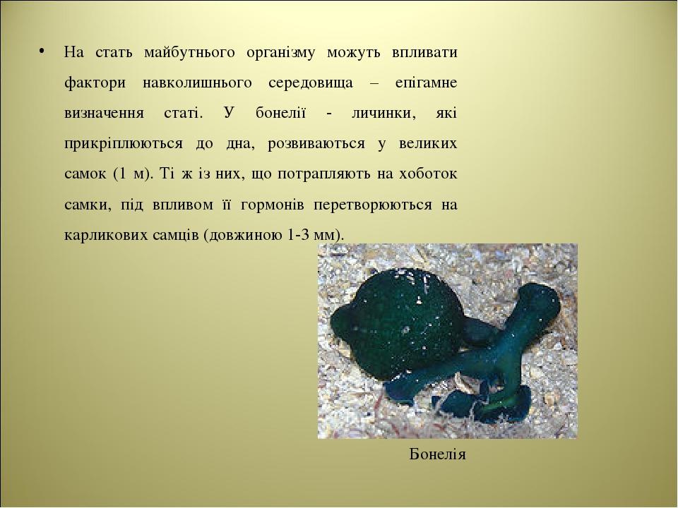 На стать майбутнього організму можуть впливати фактори навколишнього середовища – епігамне визначення статі. У бонелії - личинки, які прикріплюютьс...