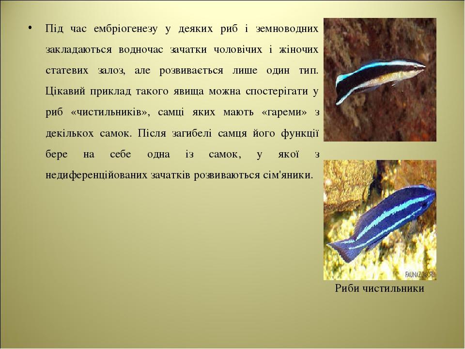 Під час ембріогенезу у деяких риб і земноводних закладаються водночас зачатки чоловічих і жіночих статевих залоз, але розвивається лише один тип. Ц...