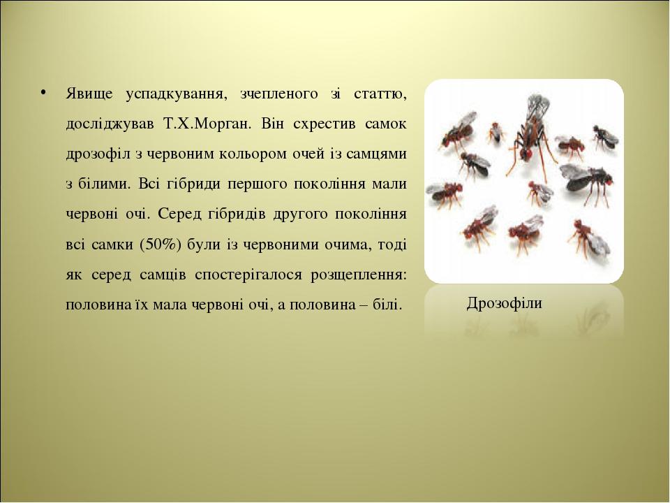 Явище успадкування, зчепленого зі статтю, досліджував Т.Х.Морган. Він схрестив самок дрозофіл з червоним кольором очей із самцями з білими. Всі гіб...