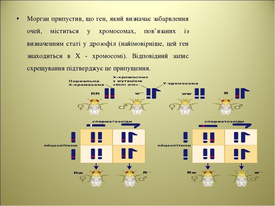 Морган припустив, що ген, який визначає забарвлення очей, міститься у хромосомах, пов’язаних із визначенням статі у дрозофіл (найімовірніше, цей ге...