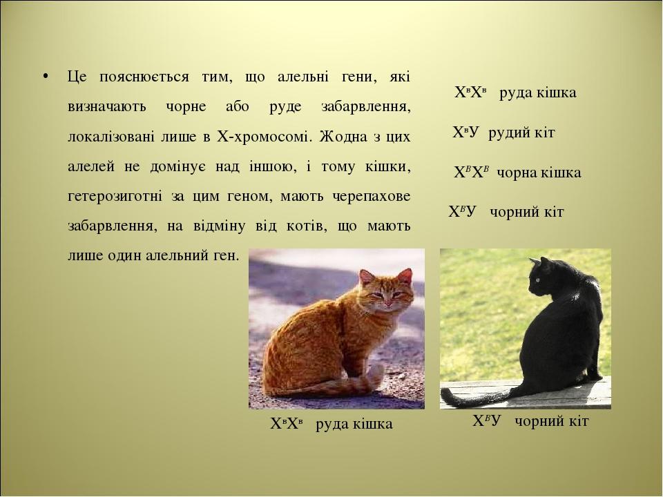 Це пояснюється тим, що алельні гени, які визначають чорне або руде забарвлення, локалізовані лише в Х-хромосомі. Жодна з цих алелей не домінує над ...