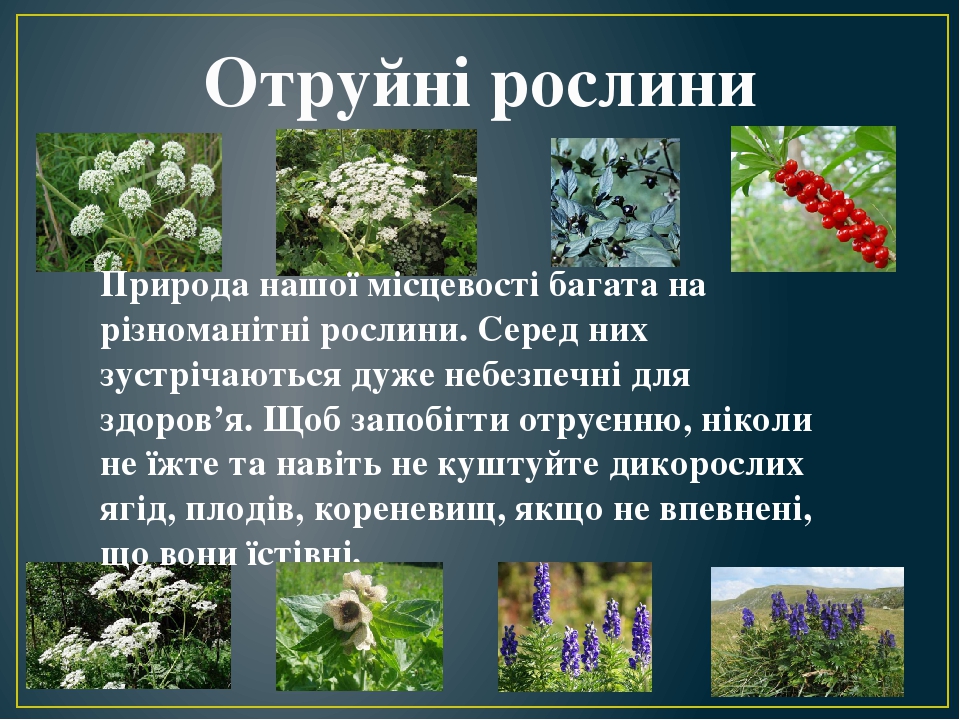 Презентація на тему: "Отруйні рослини, гриби і тварини своєї ...