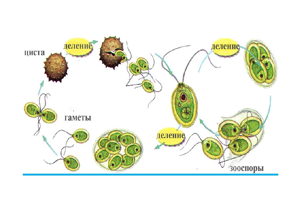 Образование спор папоротника мейоз. Цикл размножения одноклеточной водоросли. Цикл развития хламидомонады схема. Жизненный цикл одноклеточных водорослей схема. Цикл развития одноклеточных водорослей схема.