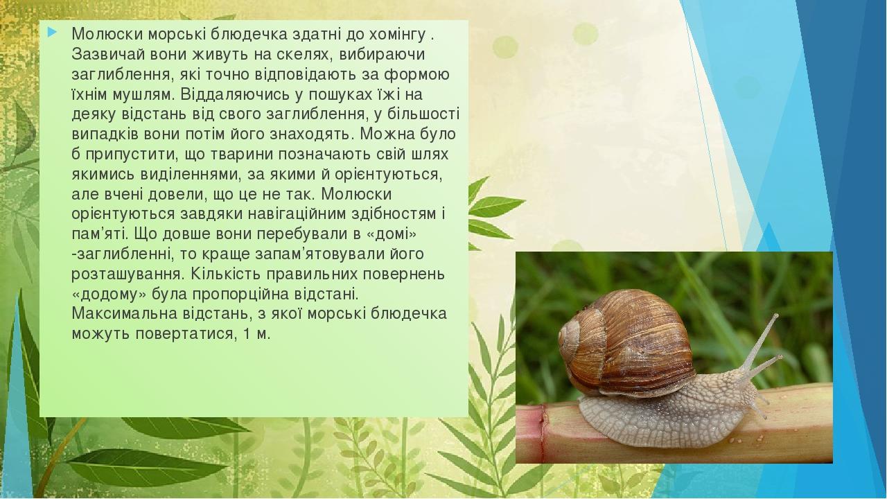 Молюски морські блюдечка здатні до хомінгу . Зазвичай вони живуть на скелях, вибираючи заглиблення, які точно відповідають за формою їхнім мушлям. ...