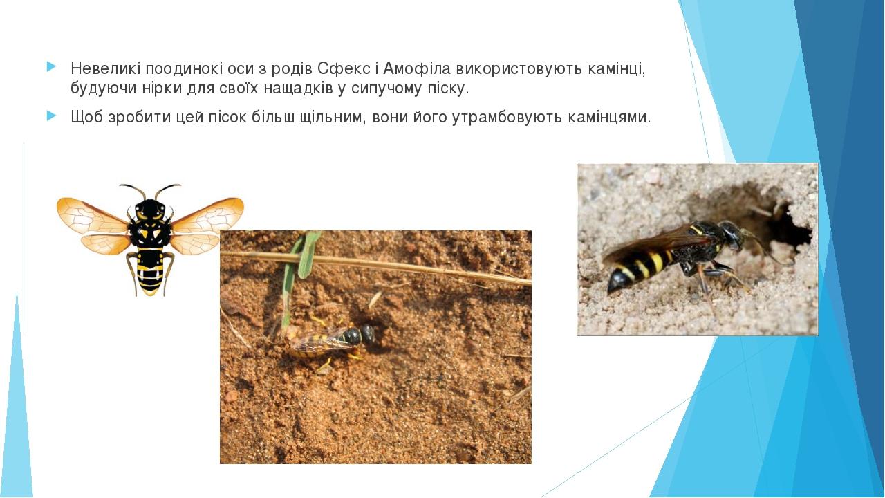 Невеликі поодинокі оси з родів Сфекс і Амофіла використовують камінці, будуючи нірки для своїх нащадків у сипучому піску. Щоб зробити цей пісок біл...