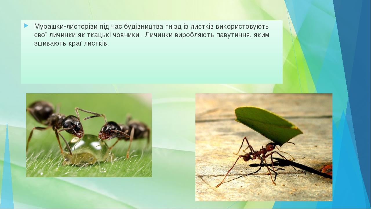Мурашки-листорізи під час будівництва гнізд із листків використовують свої личинки як ткацькі човники . Личинки виробляють павутиння, яким зшивають...