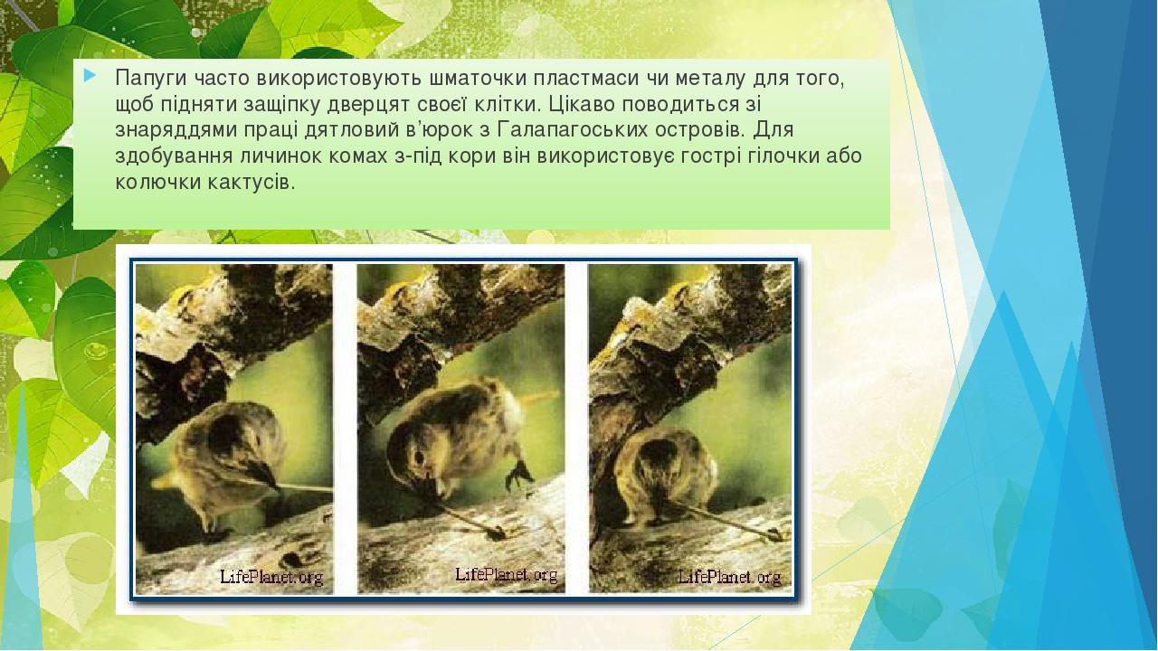 Папуги часто використовують шматочки пластмаси чи металу для того, щоб підняти защіпку дверцят своєї клітки. Цікаво поводиться зі знаряддями праці ...