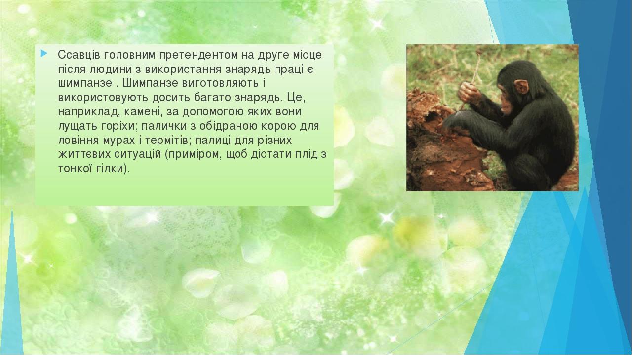 Ссавців головним претендентом на друге місце після людини з використання знарядь праці є шимпанзе . Шимпанзе виготовляють і використовують досить б...