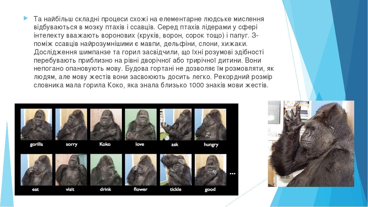Та найбільш складні процеси схожі на елементарне людське мислення відбуваються в мозку птахів і ссавців. Серед птахів лідерами у сфері інтелекту вв...
