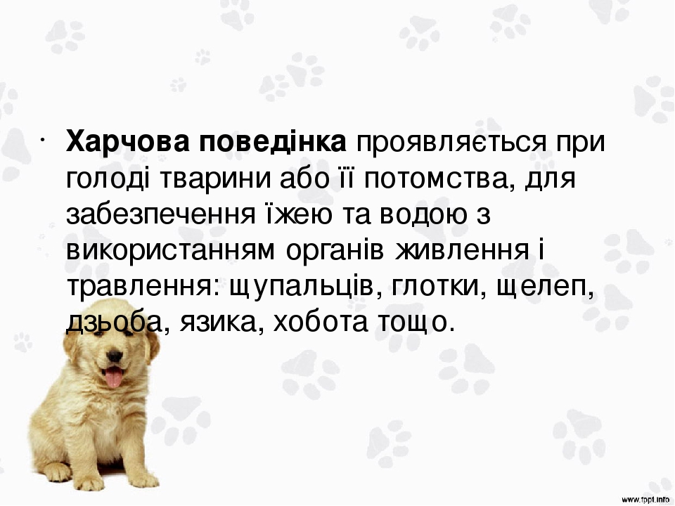 Харчова поведінка проявляється при голоді тварини або її потомства, для забезпечення їжею та водою з використанням органів живлення і травлення: щу...