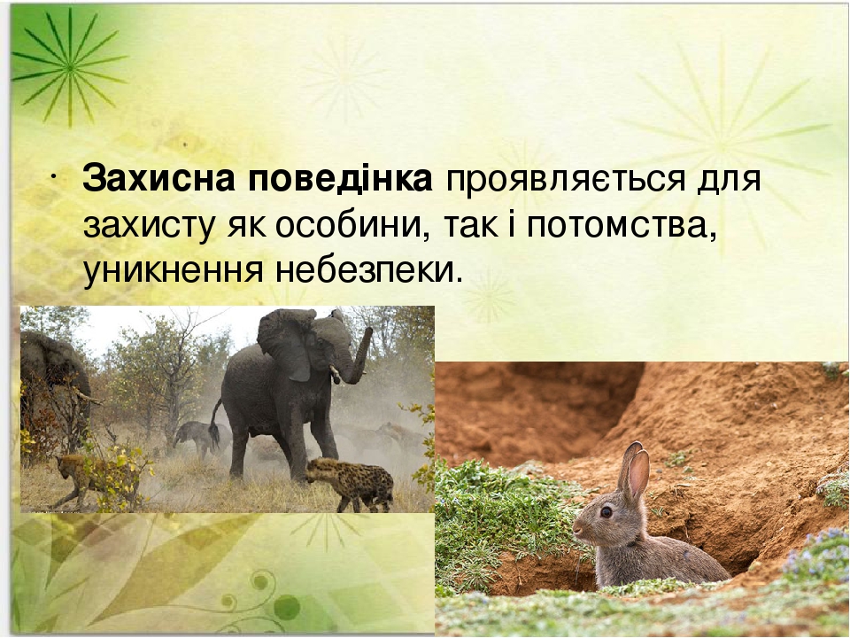 Захисна поведінка проявляється для захисту як особини, так і потомства, уникнення небезпеки.