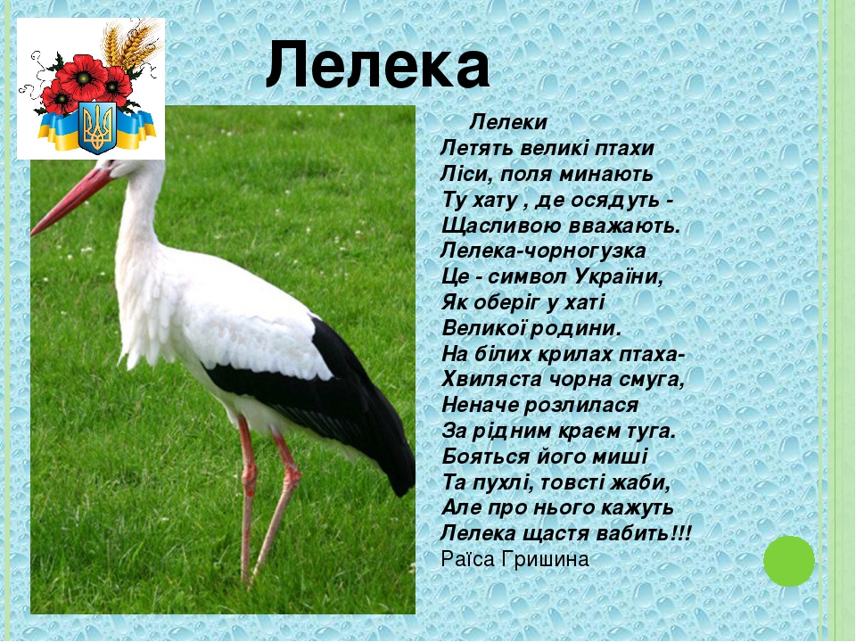 Лелека чорний. Белый аист беларусь. Песня украинская лелеки. Yaktak. Песня украинская лелеки.