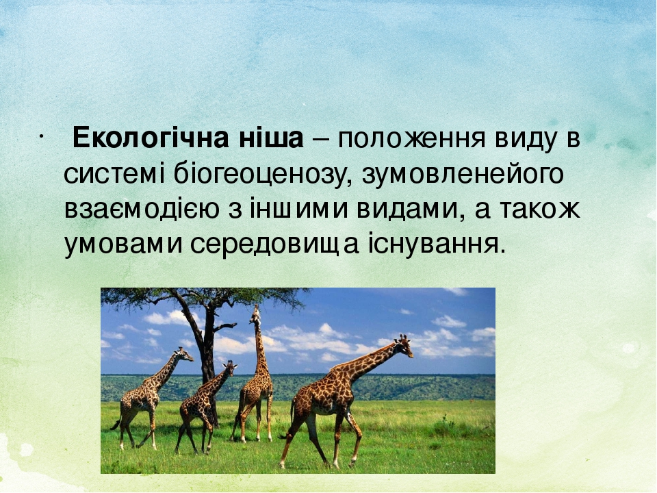 Екологічна ніша – положення виду в системі біогеоценозу, зумовленейого взаємодією з іншими видами, а також умовами середовища існування.