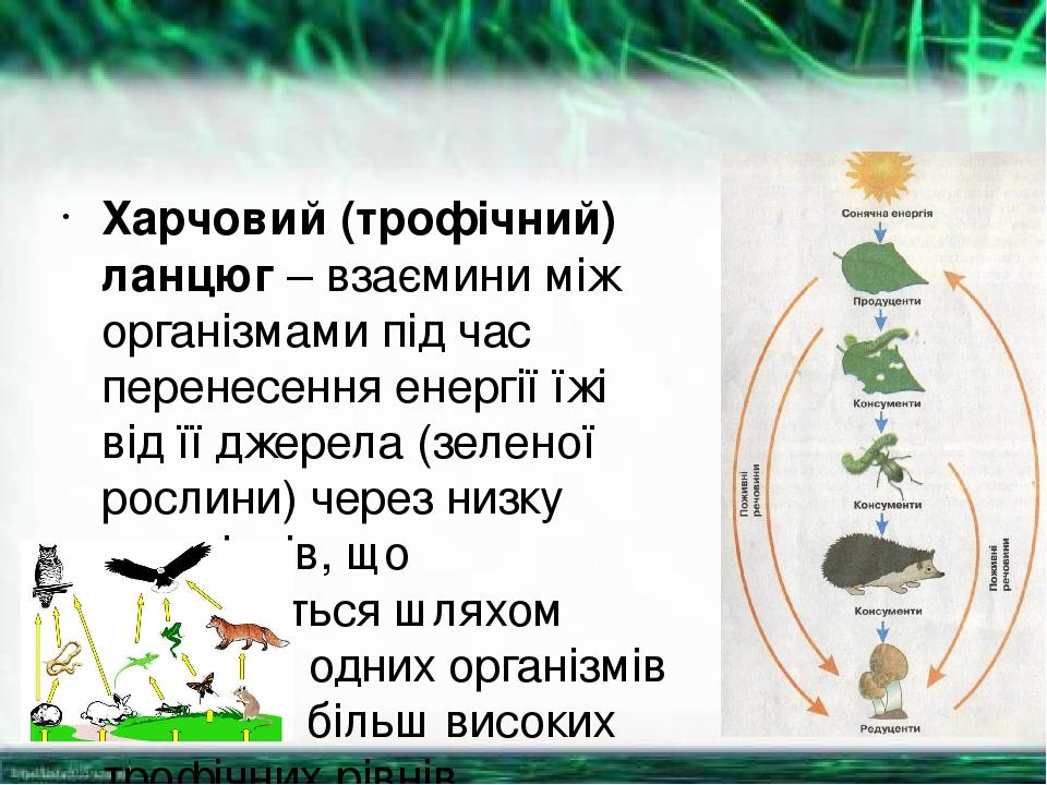 Харчовий (трофічний) ланцюг – взаємини між організмами під час перенесення енергії їжі від її джерела (зеленої рослини) через низку організмів, що ...