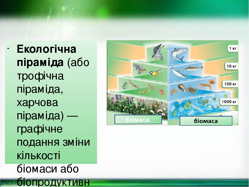 Екологі́чна пірамі́да (або трофічна піраміда, харчова піраміда) — графічне подання зміни кількості біомаси або біопродуктивності на кожному трофічн...