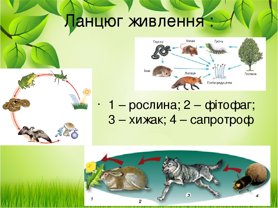 1 – рослина; 2 – фітофаг; 3 – хижак; 4 – сапротроф Ланцюг живлення :