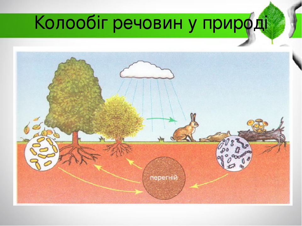 Схема круговорота веществ на лугу 3 класс