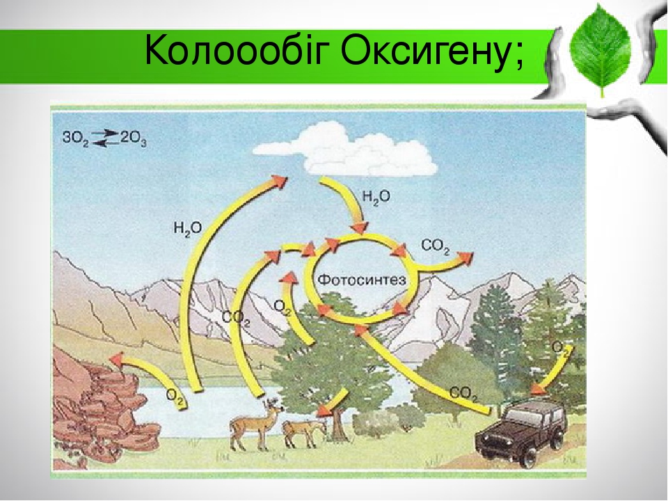 Колоообіг Оксигену;