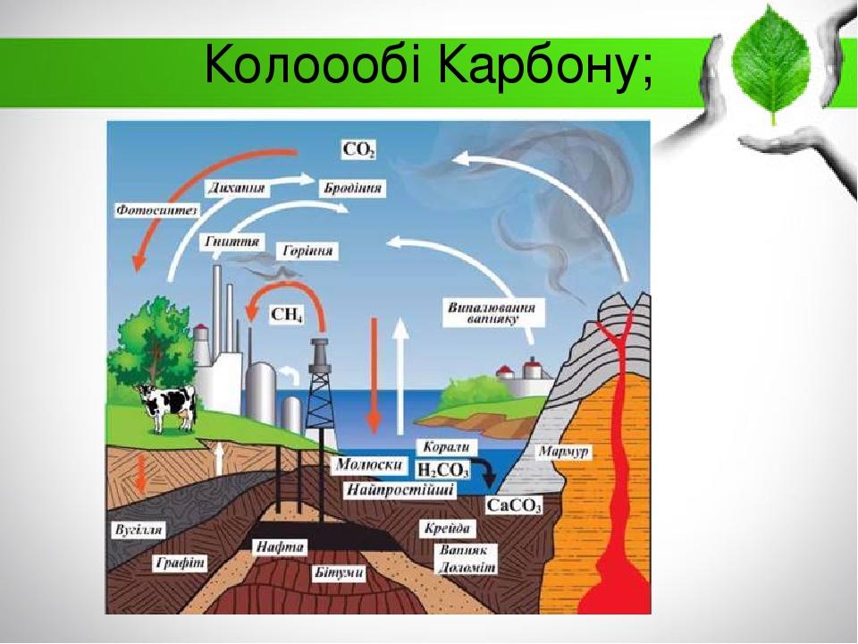 Колоообі Карбону;