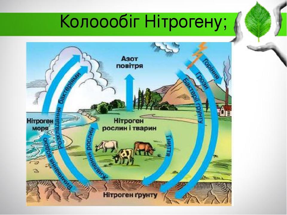 Колоообіг Нітрогену;