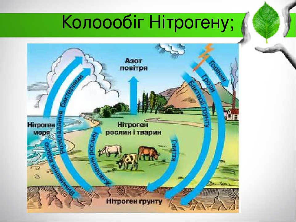 Колоообіг Нітрогену;