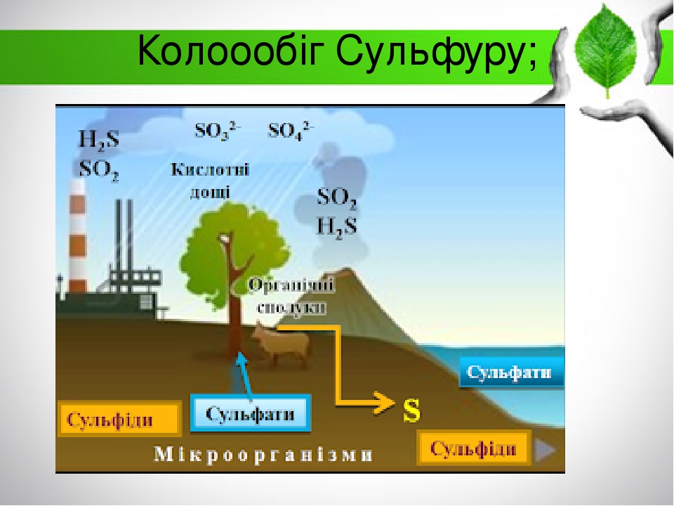 Колоообіг Сульфуру;