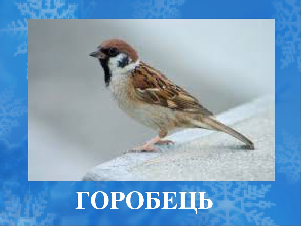 Зимуючі птахи