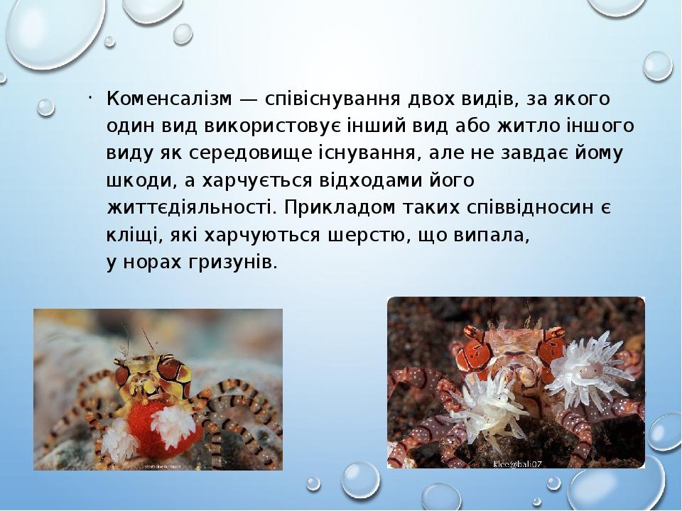 Коменсалізм — співіснування двох видів, за якого один вид використовує інший вид або житло іншого виду як середовище існування, але не завдає йому ...