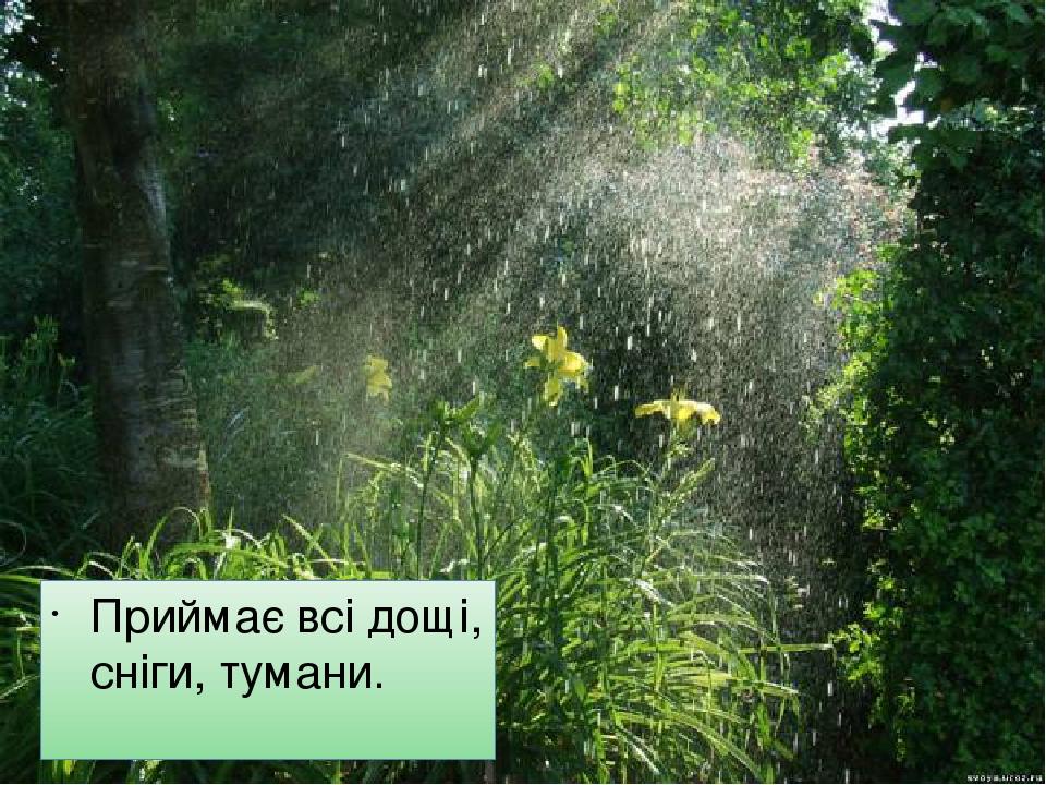Приймає всі дощі, сніги, тумани.