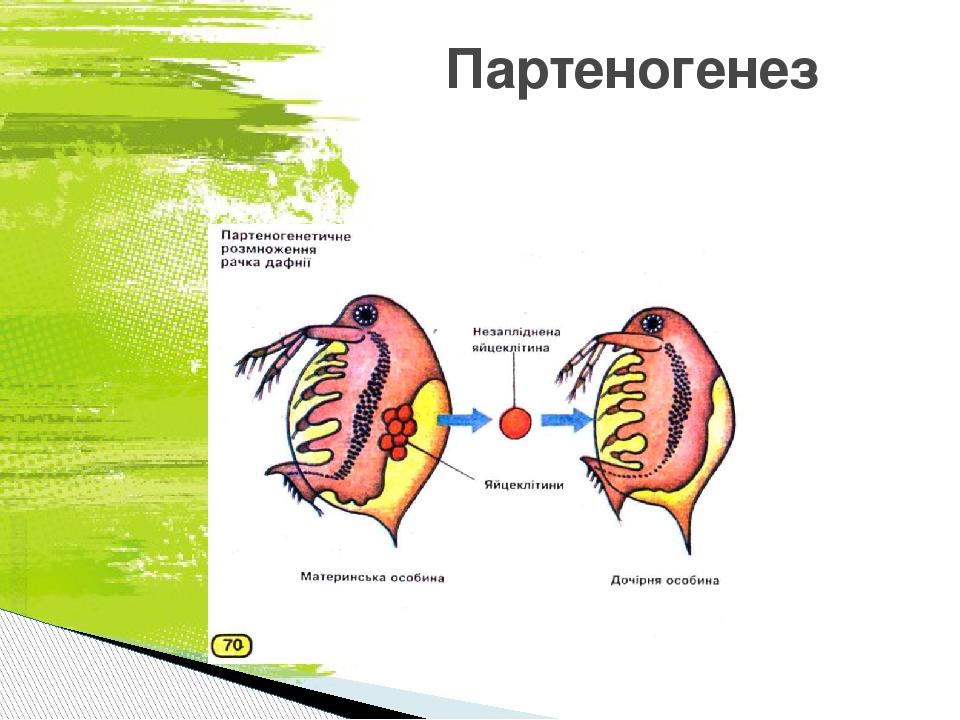 Партеногенез у пчел