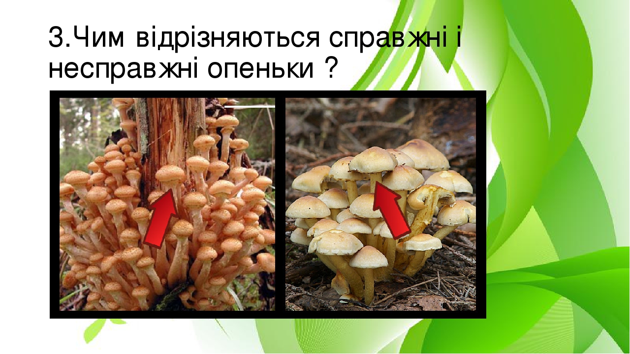 3.Чим відрізняються справжні і несправжні опеньки ?