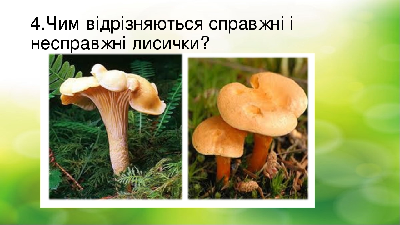 4.Чим відрізняються справжні і несправжні лисички?