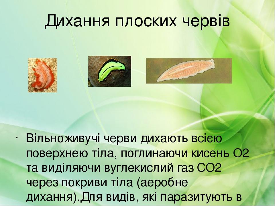 Дихання плоских червів Вільноживучі черви дихають всією поверхнею тіла, поглинаючи кисень О2 та виділяючи вуглекислий газ СО2 через покриви тіла (а...