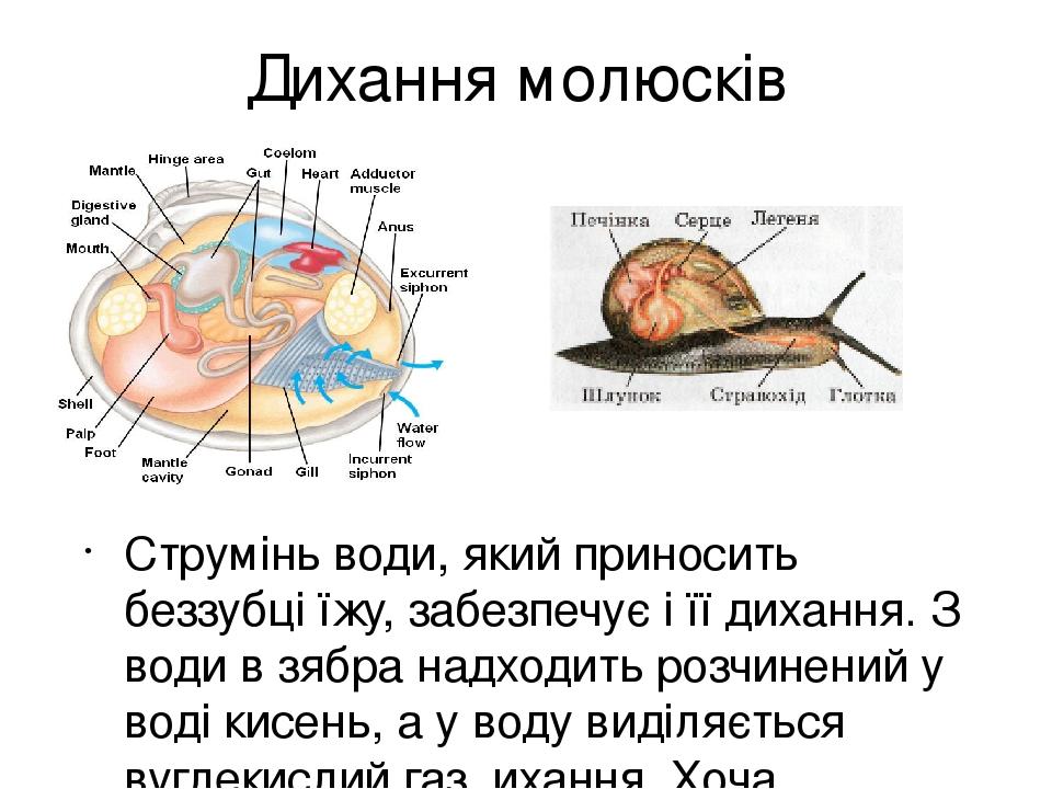 Дихання молюсків Струмінь води, який приносить беззубці їжу, забезпечує і її дихання. З води в зябра надходить розчинений у воді кисень, а у воду в...