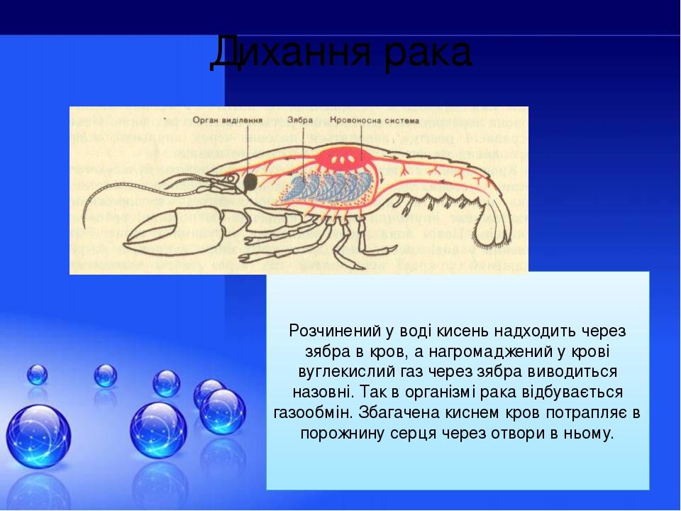 Дихання рака Розчинений у воді кисень надходить через зябра в кров, а нагромаджений у крові вуглекислий газ через зябра виводиться назовні. Так в о...