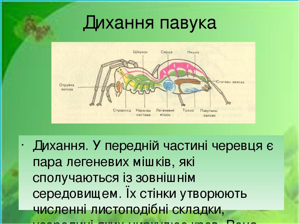 Дихання павука Дихання. У передній частині черевця є пара легеневих мішків, які сполучаються із зовнішнім середовищем. Їх стінки утворюють численні...