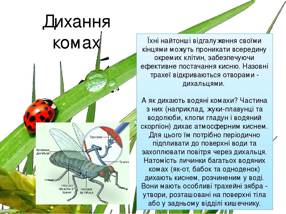 Дихання комах Їхні найтонші відгалуження своїми кінцями можуть проникати всередину окремих клітин, забезпечуючи ефективне постачання кисню. Назовні...