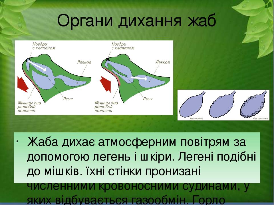 Органи дихання жаб Жаба дихає атмосферним повітрям за допомогою легень і шкіри. Легені подібні до мішків. їхні стінки пронизані численними кровонос...