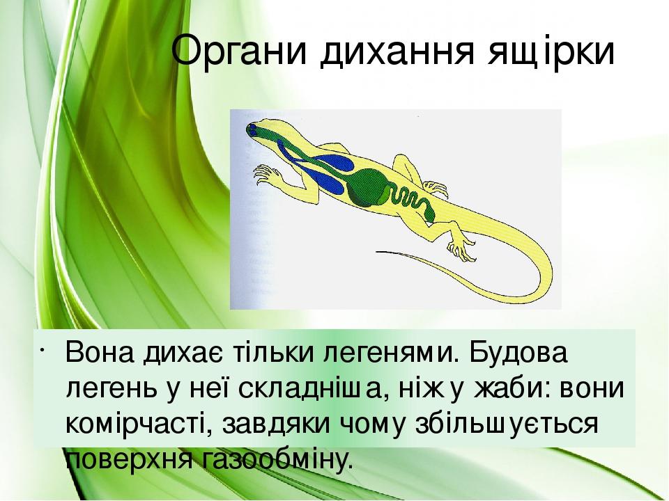 Органи дихання ящірки Вона дихає тільки легенями. Будова легень у неї складніша, ніж у жаби: вони комірчасті, завдяки чому збільшується поверхня га...