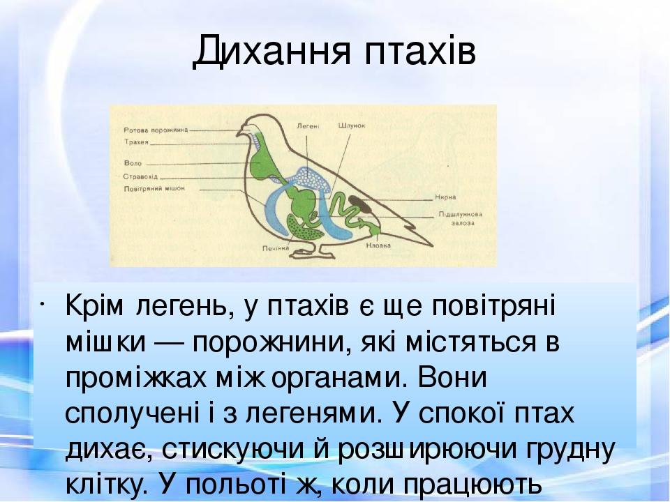 Дихання птахів Крім легень, у птахів є ще повітряні мішки — порожнини, які містяться в проміжках між органами. Вони сполучені і з легенями. У споко...