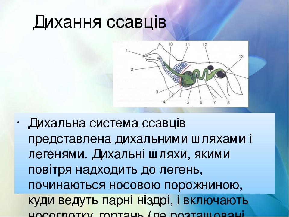 Дихання ссавців Дихальна система ссавців представлена дихальними шляхами і легенями. Дихальні шляхи, якими повітря надходить до легень, починаються...