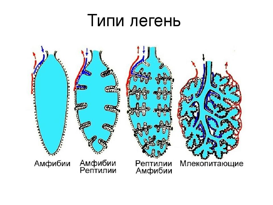 Типи легень