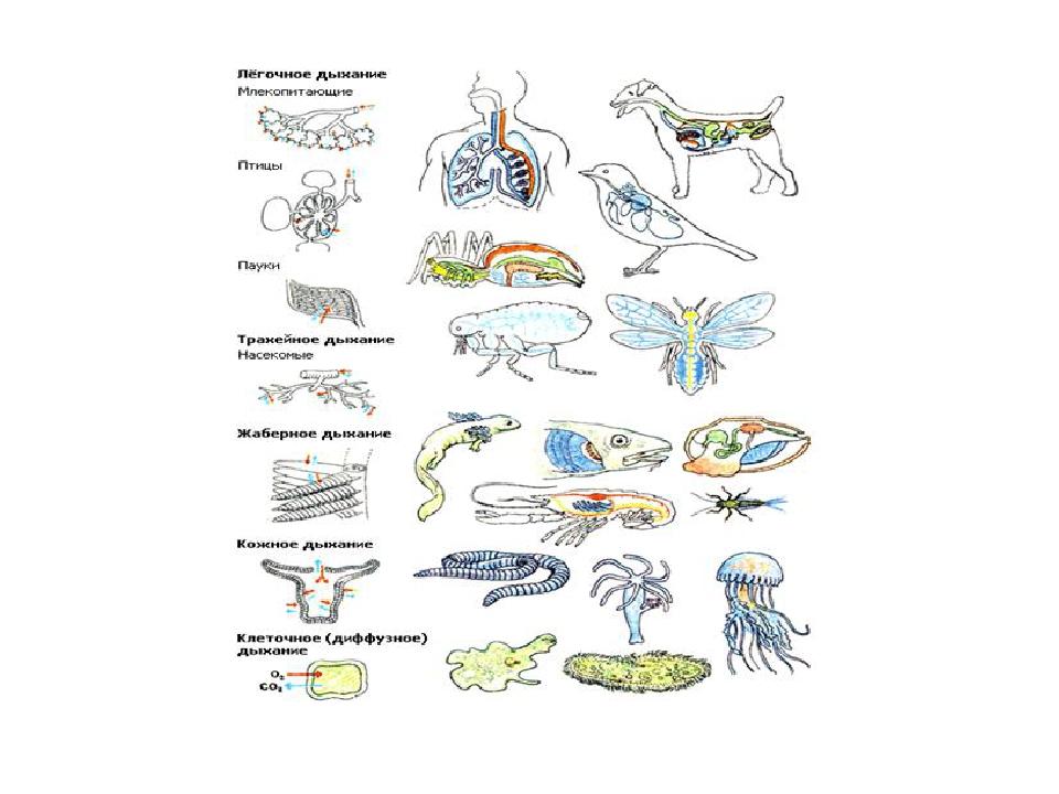Рисунки позвоночных животных. Дыхательная система беспозвоночных животных. Органы дыхания беспозвоночных и позвоночных животных. Эволюция органов дыхания у беспозвоночных. Эволюция дыхательной системы беспозвоночных и позвоночных животных.
