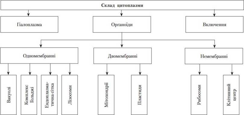 Конспект Уроку На Тему: " Цитоплазма Та Її Компоненти"