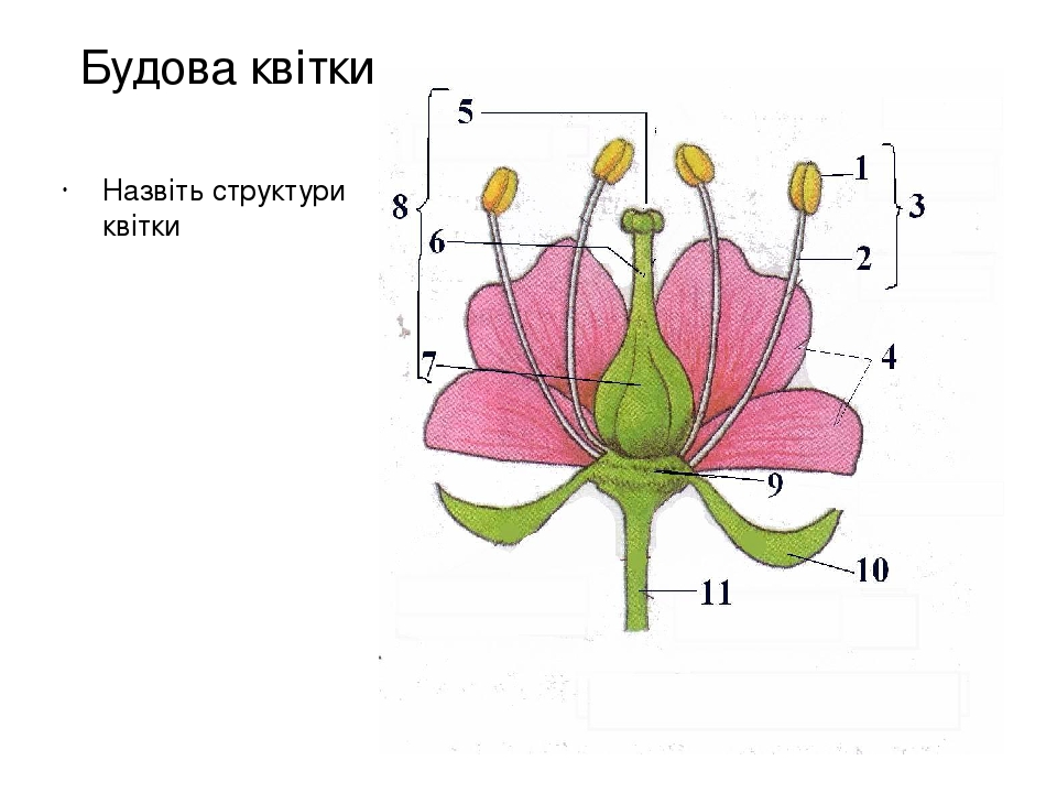 На рисунке изображено строение цветка что обозначено под цифрой 3