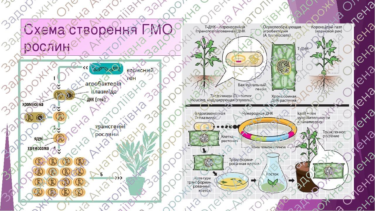 Схема получения гмо