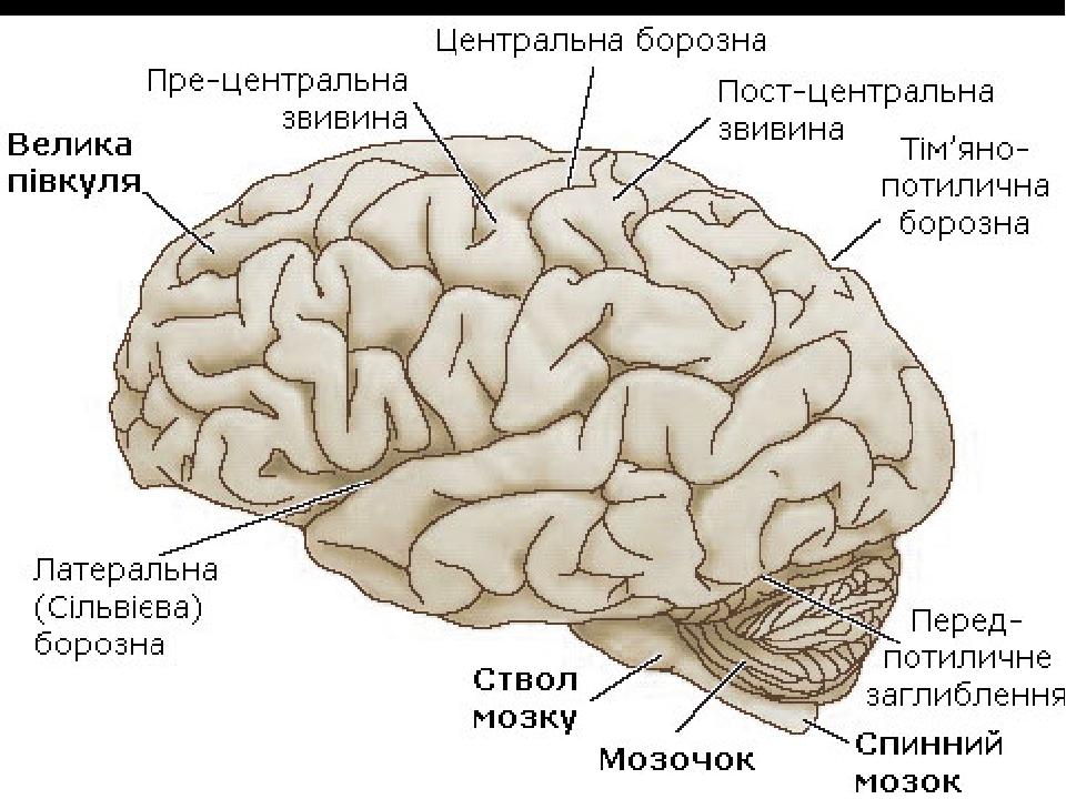 Презентація до уроку на тему : " Будова головного мозку" | Презентація ...
