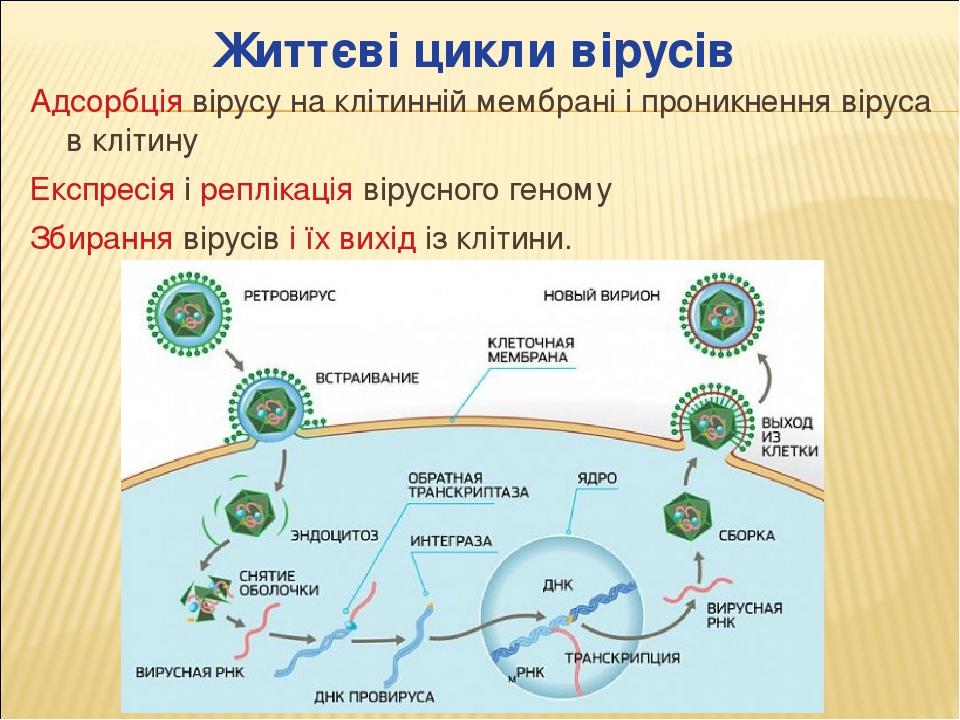 Virusi Yihnij Himichnij Sklad Budova Zhittyevi Cikli Rol U Prirodi J Zhitti Lyudini